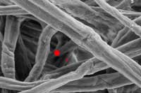 Cellulose Fibers Are Inconsistent in Size and Shape Allowing More Contaminants to Pass Through Resulting in Higher Restriction and Lower Capacity